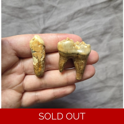 Rare Nice Ice Age Cave Bear Mammal Tooth Fossil Set From Romania